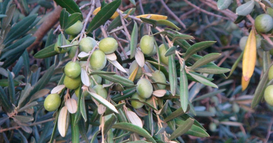 Green olives and long green leaves growing on an olive tree.