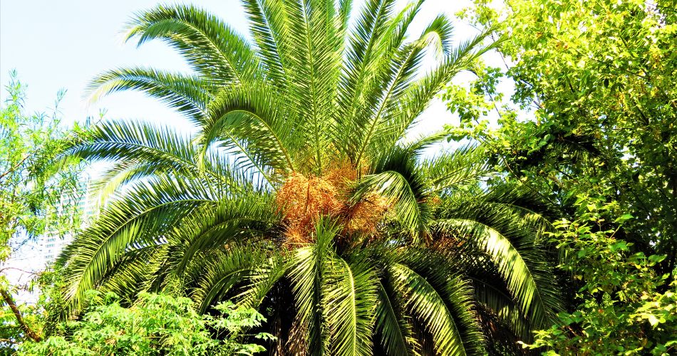 A queen palm growing in a tropical location.