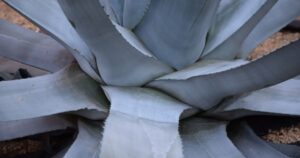 Close-up of a century plant, or agave americana, growing in the phoenix area 2.
