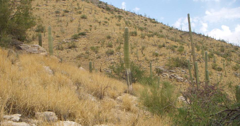 Buffelgrass grows o n a hillside encroaching on iconic saguaro cacti.