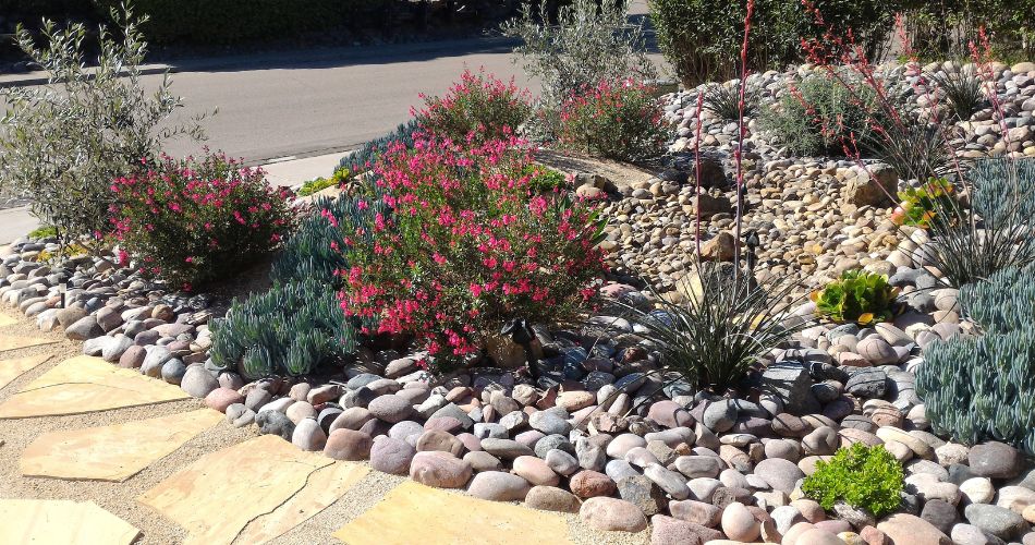 A xeriscaped yard with rocks and native plants instead of a grass lawn.