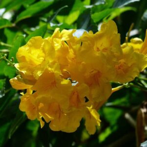 Yellow bells flower.