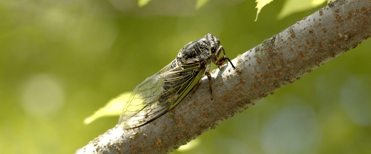 A cicada resting on a mesquite branch in bright summer sunlight in north