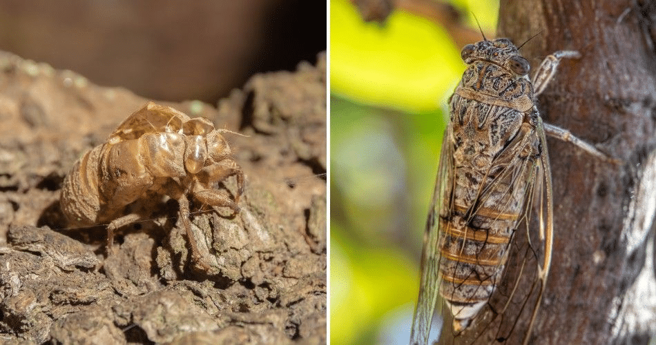 Are Cicadas Damaging Your North Phoenix Trees? A cicada's shed exoskeleton on tree bark next to an adult cicada.