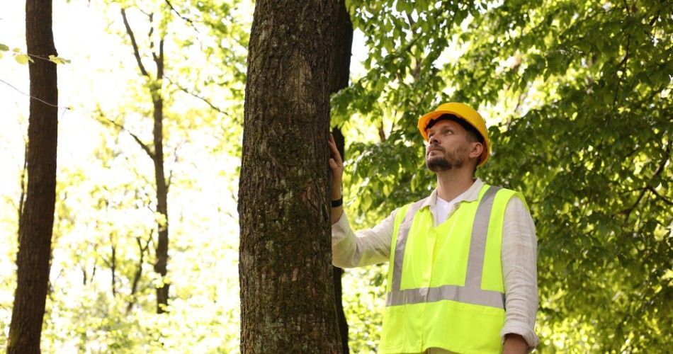 A professional tree assessment can help determine whether a storm-damaged tree is recovering normally or showing signs of continued decline. Arborist in safety vest and hard hat inspecting the trunk and canopy of a mature tree