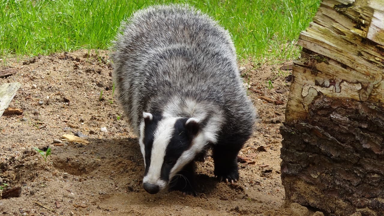 Badger gff7b4b27f 1280 1