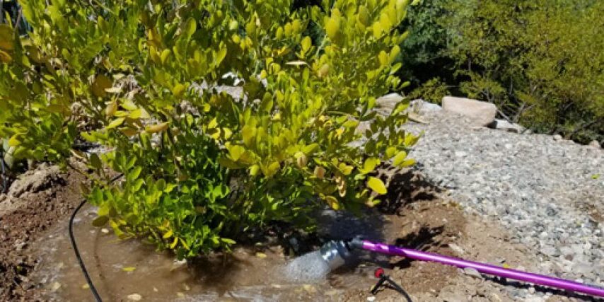 Water flowing from a watering wand into a basin around a Texas Mountain Laurel shrub.