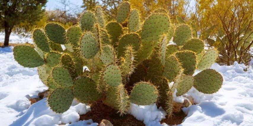 A cactus in the middle of a snow-covered lawn.