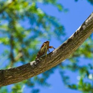 Cicada in a tree branch,