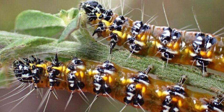 A close-up of genista broom moth larvae eating some leaves. Photo by Cricket Raspet, CC BY 4.0, via Wikimedia Commons