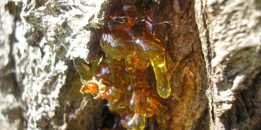 Sap oozing from a tree.