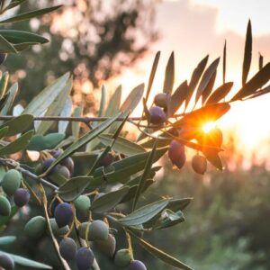 An olive tree with a desert sunset in the background.