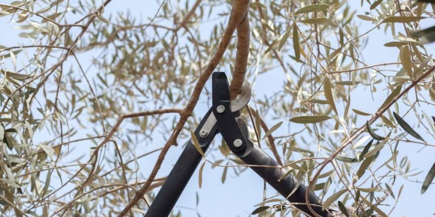 A man uses loppers to prune an olive tree in North Phoenix.