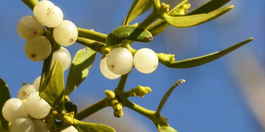 Closeup of a mistletoe plant with small white berries in winter, near Phoenix, Arizona.