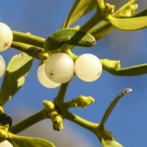 Closeup of a mistletoe plant with small white berries in winter, near Phoenix, Arizona.