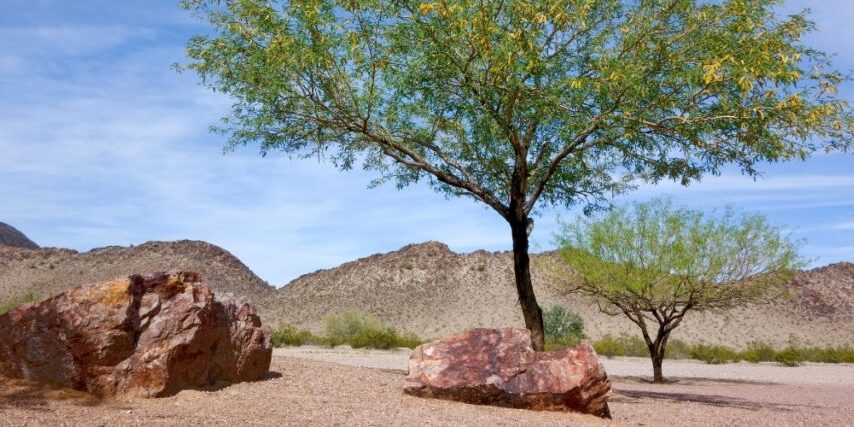 Tall mesquite tree in North Phoenix backyard showing signs of drought stress with yellowing leaves.