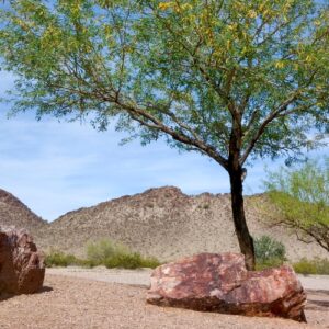 Tall mesquite tree in North Phoenix backyard showing signs of drought stress with yellowing leaves.