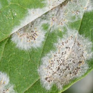 A leaf covered in powdery mildew at a home in North Phoenix, AZ.