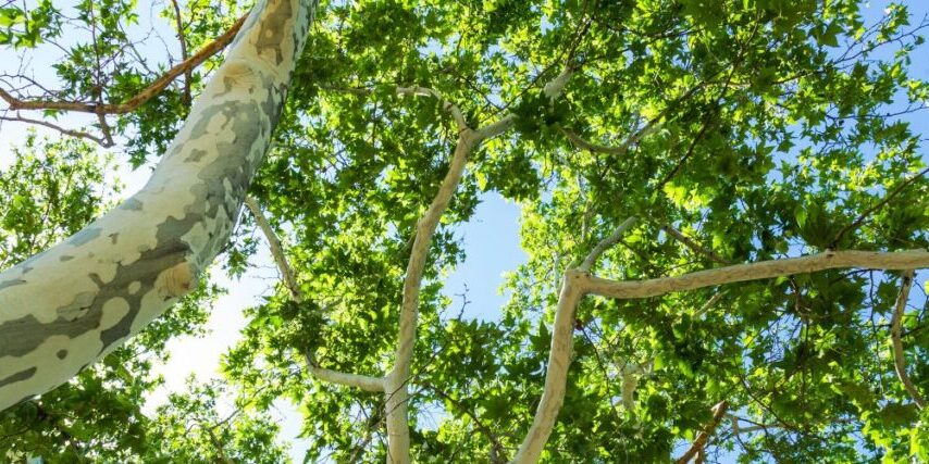 Sunlight streaming through an Arizona sycamore tree in Phoenix.