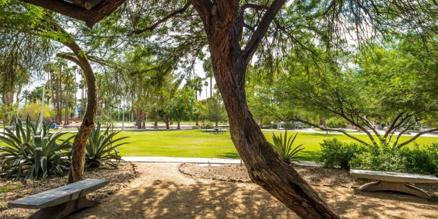 Titan-blog-featured-2024-may-trees-park-landscape Large mesquite tree providing dappled shade over a park bench in a Phoenix garden.
