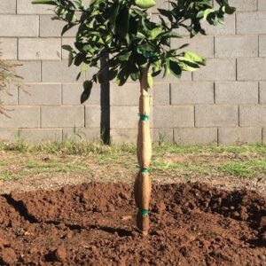 A young orange tree, recently planted in a residential yard in northern Phoenix.