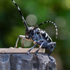 An Asian longhorned beetle with its distinctive black body with white spots in a North Phoenix garden.