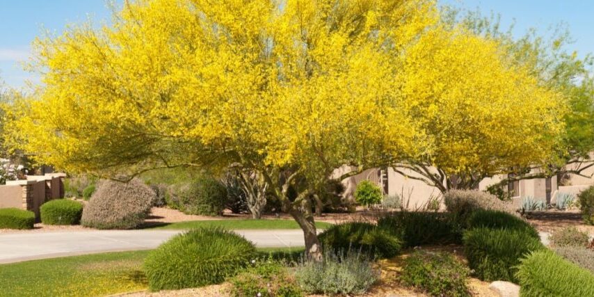 A vibrant yellow palo verde tree stands tall in a lush, green Phoenix landscape.