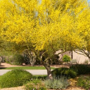 A vibrant yellow palo verde tree stands tall in a lush, green Phoenix landscape.