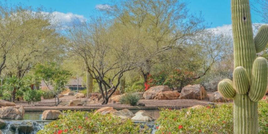 Stunning North Phoenix desert landscape featuring saguaro cactus, palo verde trees, and drought-tolerant plants that survive harsh Arizona conditions.