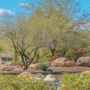 Stunning North Phoenix desert landscape featuring saguaro cactus, palo verde trees, and drought-tolerant plants that survive harsh Arizona conditions.
