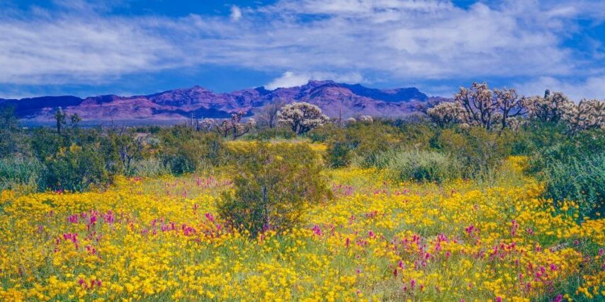 Yellow and pink wildflowers blooming across the Arizona desert in spring with cholla cactus and mountains in the background.
