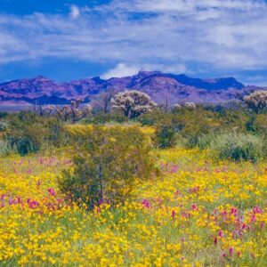 Yellow and pink wildflowers blooming across the Arizona desert in spring with cholla cactus and mountains in the background.