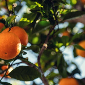Ripe oranges hanging from a healthy citrus tree with dark green foliage against a bright sky.