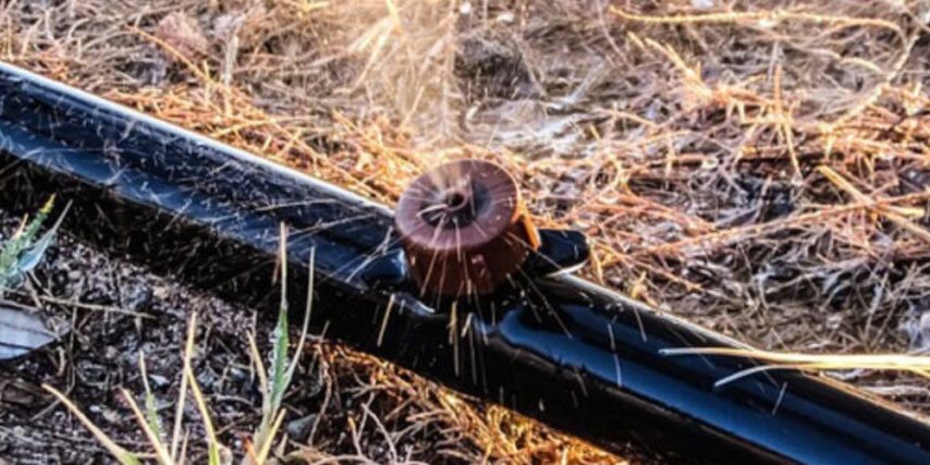 Close-up of drip irrigation emitter on black tubing delivering water to desert tree base in North Phoenix yard with mulch ground cover.