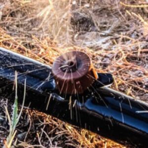 Close-up of drip irrigation emitter on black tubing delivering water to desert tree base in North Phoenix yard with mulch ground cover.