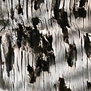 Close-up of severe climbing spike damage on palm tree trunk showing multiple puncture wounds and bark deterioration in Phoenix area landscape. Photo courtesy of: William Fountain, University of Kentucky, Bugwood.org