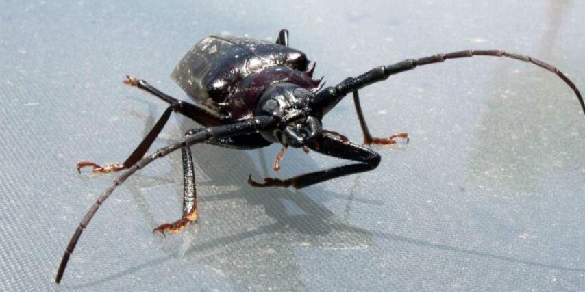 Titan-blog-featured-2025-jun-palo-verde-beetle Close-up of adult palo verde beetle with long antennae on a reflective surface in sunlight