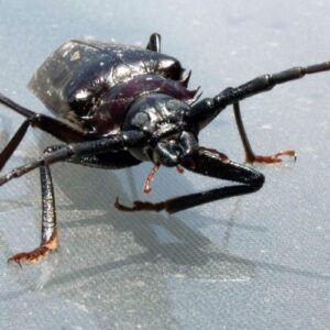 Close-up of adult palo verde beetle with long antennae on a reflective surface in sunlight