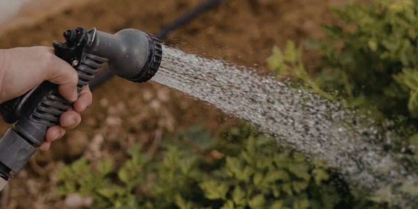 Close-up of a hand holding a garden hose nozzle spraying water onto green foliage and dry mulched soil