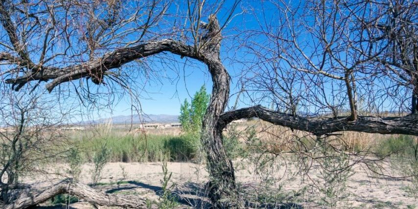 Bare mesquite trees with no leaves and dark twisted branches against a clear blue Arizona sky in late winter, with dry desert grass and mountains in the background.