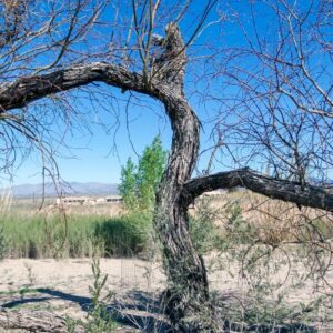 Bare mesquite trees with no leaves and dark twisted branches against a clear blue Arizona sky in late winter, with dry desert grass and mountains in the background.