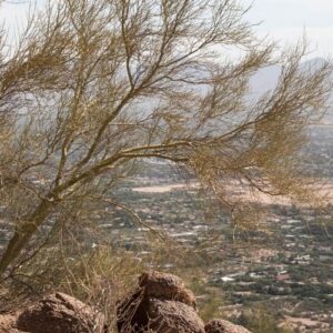 A heat-stressed palo verde tree with sparse, thinning yellow-green foliage standing on a rocky desert hillside overlooking the North Phoenix valley, with mountains visible in the hazy distance.