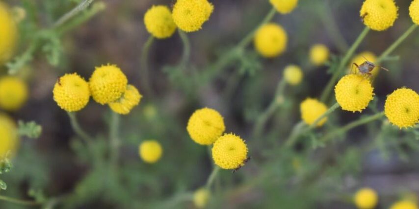 Stinknet, an invasive plant in Arizona, grows with small yellow globes as flowerheads.