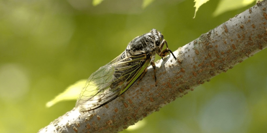 A cicada resting on a mesquite branch in bright summer sunlight in North Phoenix.