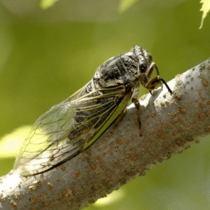 A cicada resting on a mesquite branch in bright summer sunlight in North Phoenix.
