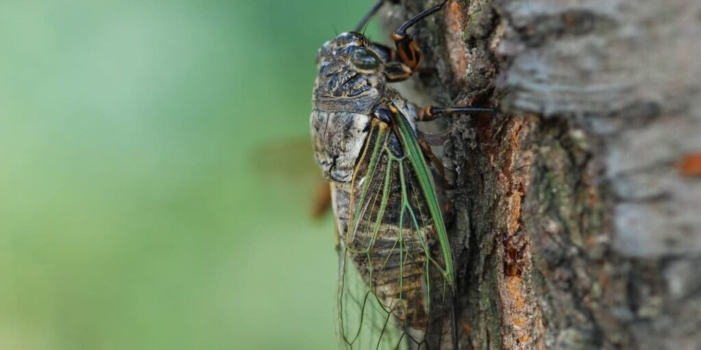 Cicada on a tree.