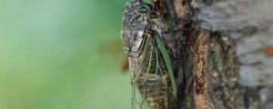 Cicada on a tree.