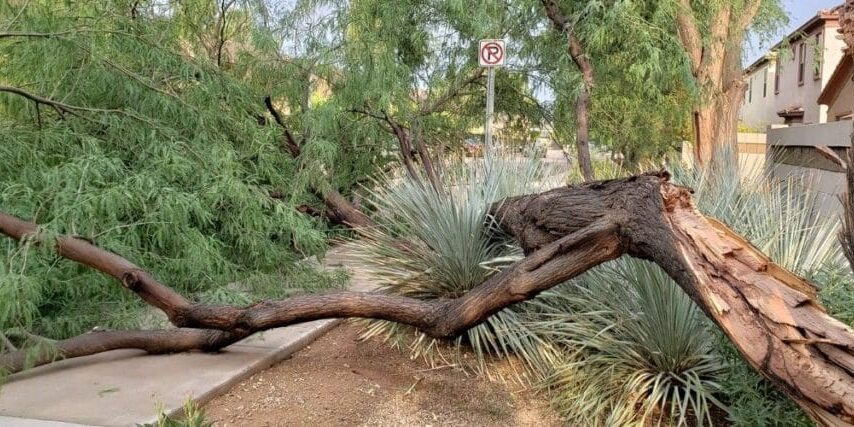 Fallen mesquite tree with a large broken limb after storm damage in a Scottsdale neighborhood