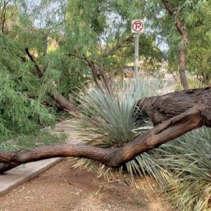 Fallen mesquite tree with a large broken limb after storm damage in a Scottsdale neighborhood