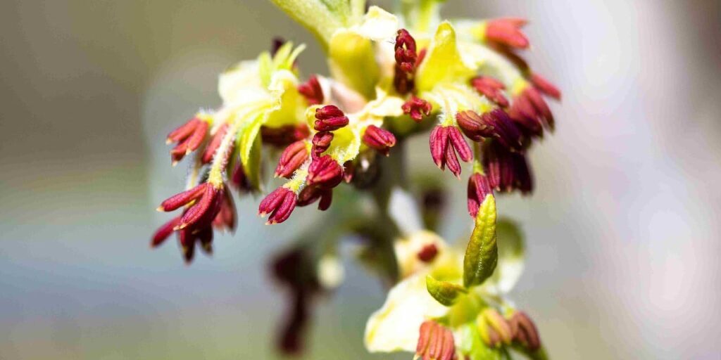 desert-ironwood-everything-you-want-to-know-about-this-incredible-tree